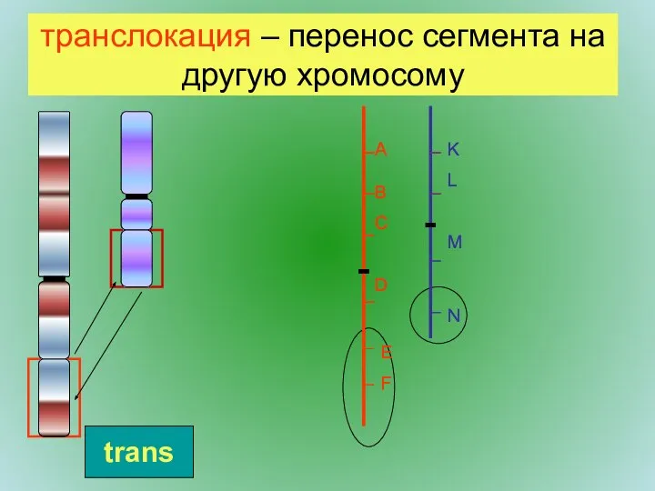 транслокация – перенос сегмента на другую хромосому trans