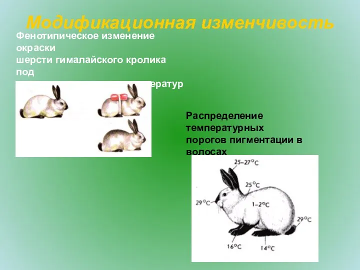 Модификационная изменчивость Фенотипическое изменение окраски шерсти гималайского кролика под влиянием различных