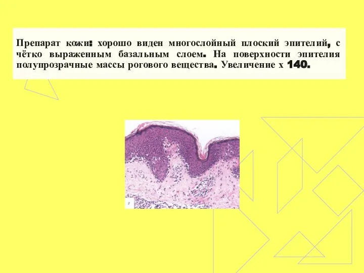 Препарат кожи: хорошо виден многослойный плоский эпителий, с чётко выраженным базальным