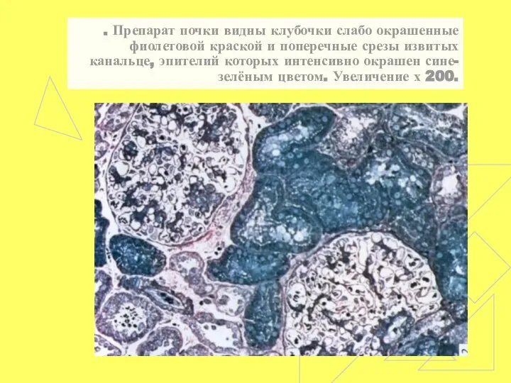 . Препарат почки видны клубочки слабо окрашенные фиолетовой краской и поперечные