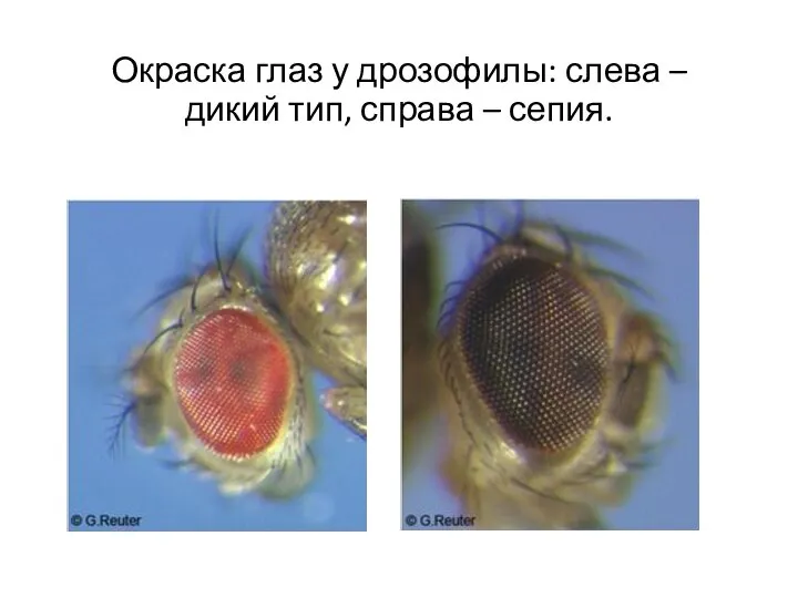 Окраска глаз у дрозофилы: слева – дикий тип, справа – сепия.