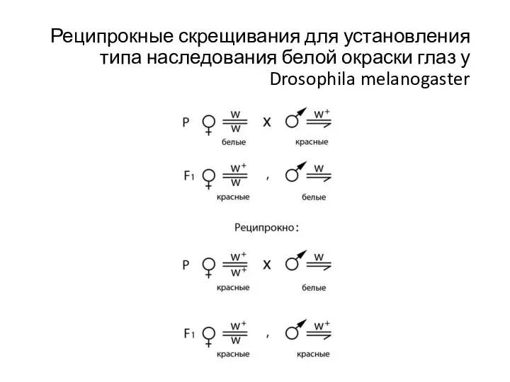 Реципрокные скрещивания для установления типа наследования белой окраски глаз у Drosophila melanogaster