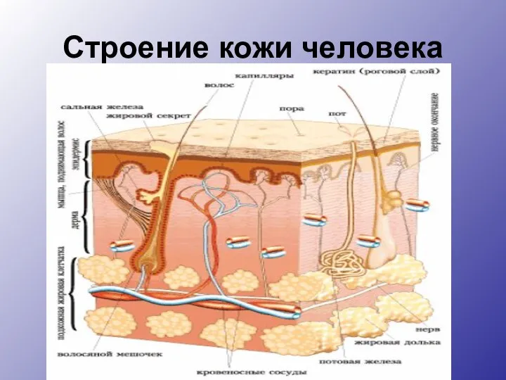 Строение кожи человека