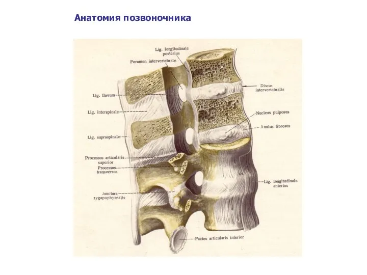 Анатомия позвоночника