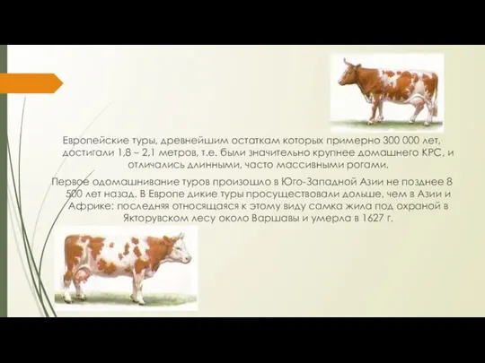 Европейские туры, древнейшим остаткам которых примерно 300 000 лет, достигали 1,8