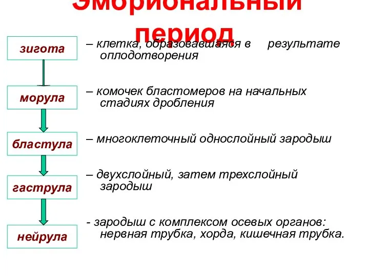 Эмбриональный период – клетка, образовавшаяся в результате оплодотворения – комочек бластомеров