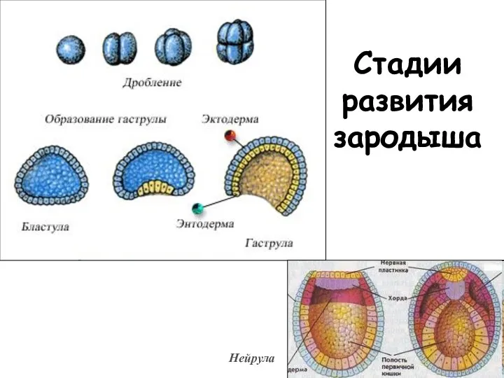 Стадии развития зародыша Нейрула