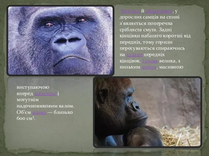 Волосся й шкірачорні, у дорослих самців на спині з'являється поперечна срібляста