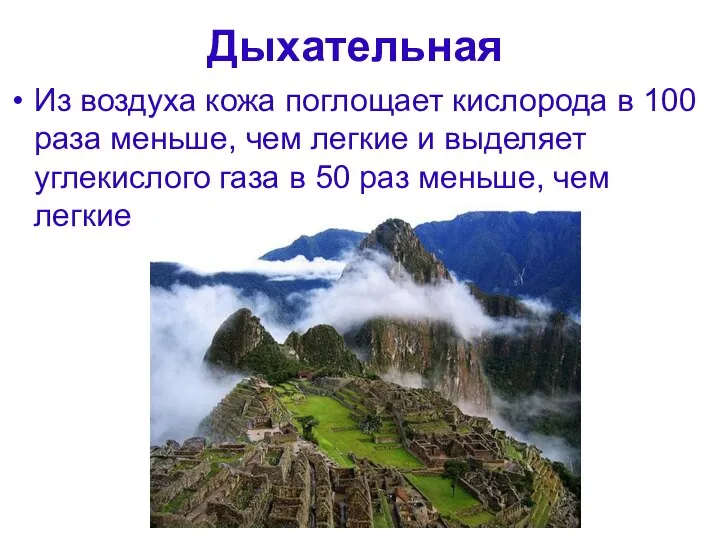 Дыхательная Из воздуха кожа поглощает кислорода в 100 раза меньше, чем