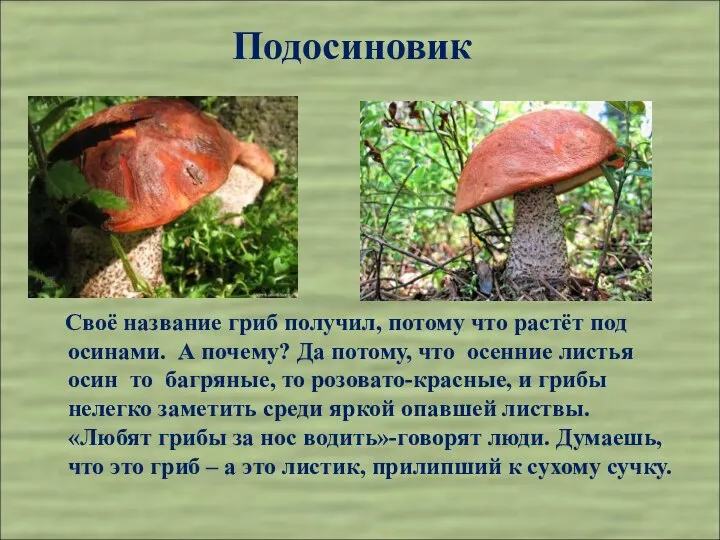Подосиновик Своё название гриб получил, потому что растёт под осинами. А