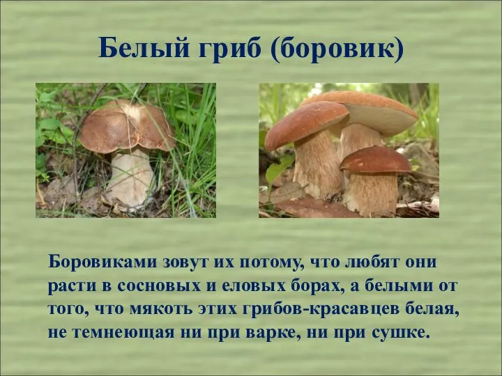 Белый гриб (боровик) Боровиками зовут их потому, что любят они расти