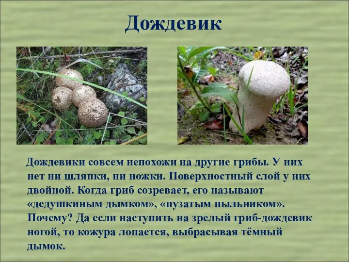 Дождевик Дождевики совсем непохожи на другие грибы. У них нет ни