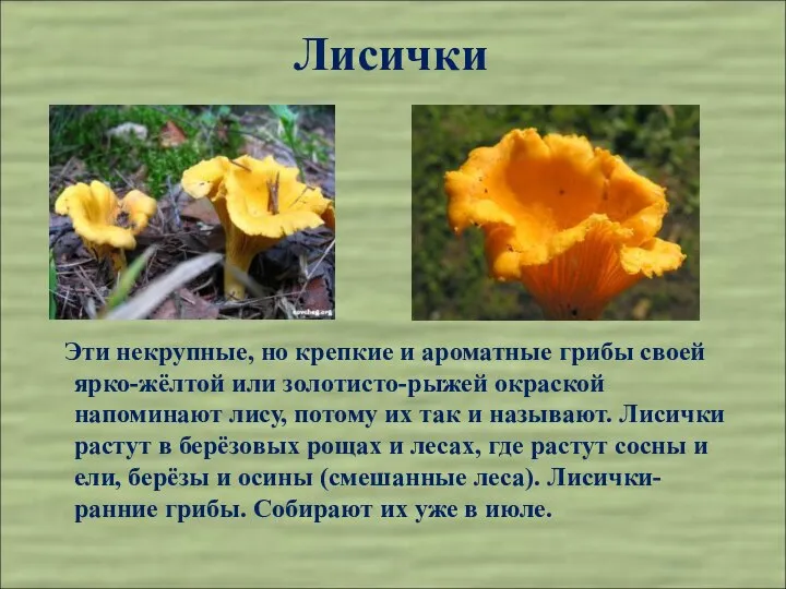 Лисички Эти некрупные, но крепкие и ароматные грибы своей ярко-жёлтой или
