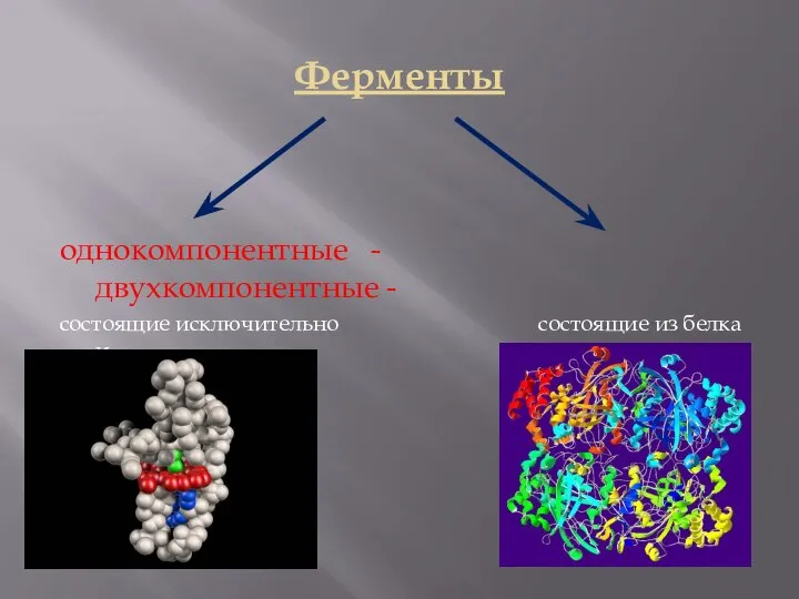Ферменты однокомпонентные - двухкомпонентные - состоящие исключительно состоящие из белка и из белка небелковой части