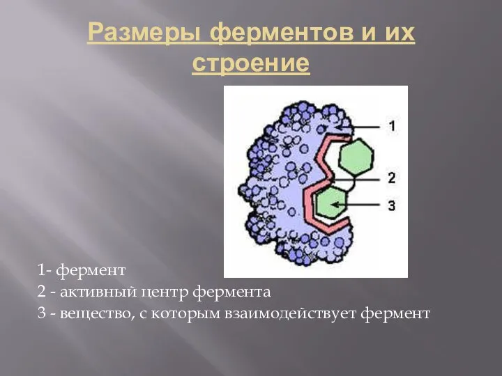 Размеры ферментов и их строение 1- фермент 2 - активный центр