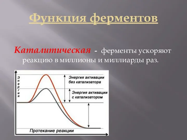 Функция ферментов Каталитическая - ферменты ускоряют реакцию в миллионы и миллиарды раз.