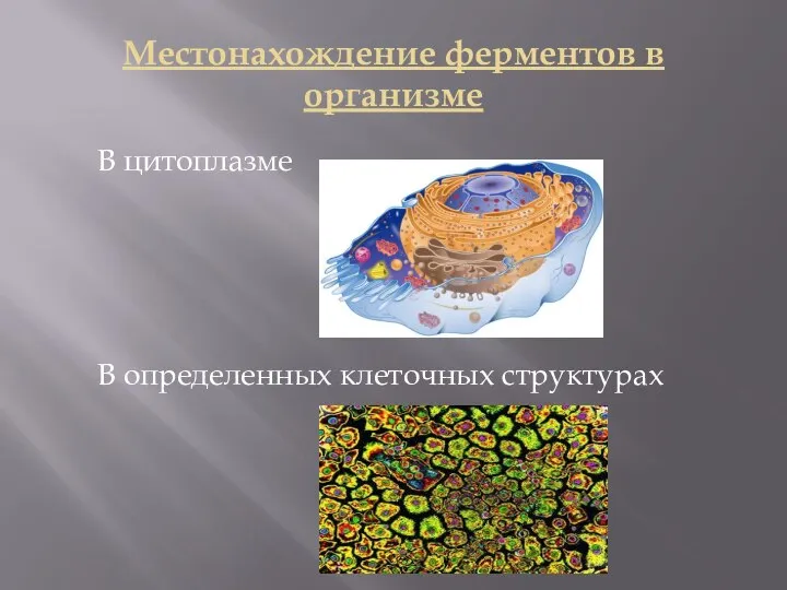 Местонахождение ферментов в организме В цитоплазме В определенных клеточных структурах