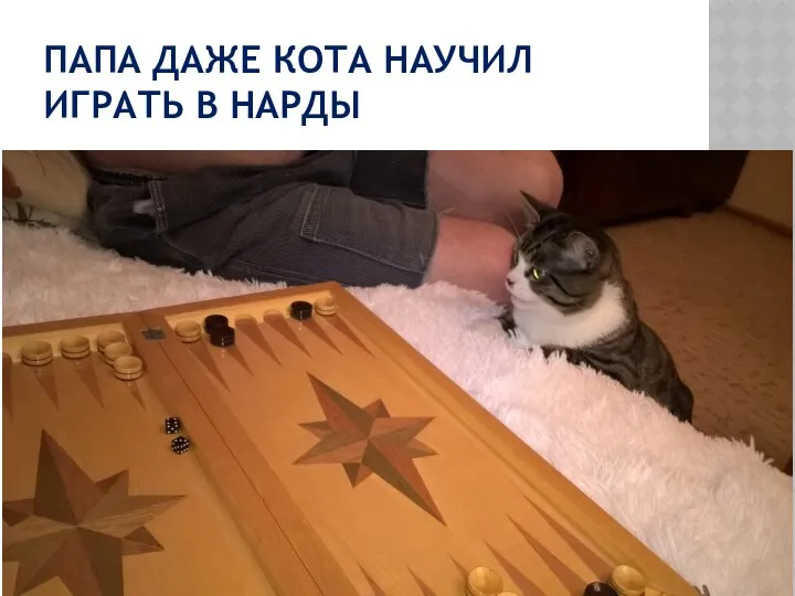 ПАПА ДАЖЕ КОТА НАУЧИЛ ИГРАТЬ В НАРДЫ