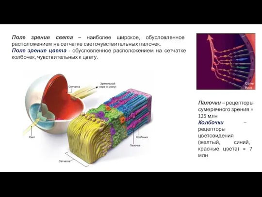 Поле зрения света – наиболее широкое, обусловленное расположением на сетчатке светочувствительных