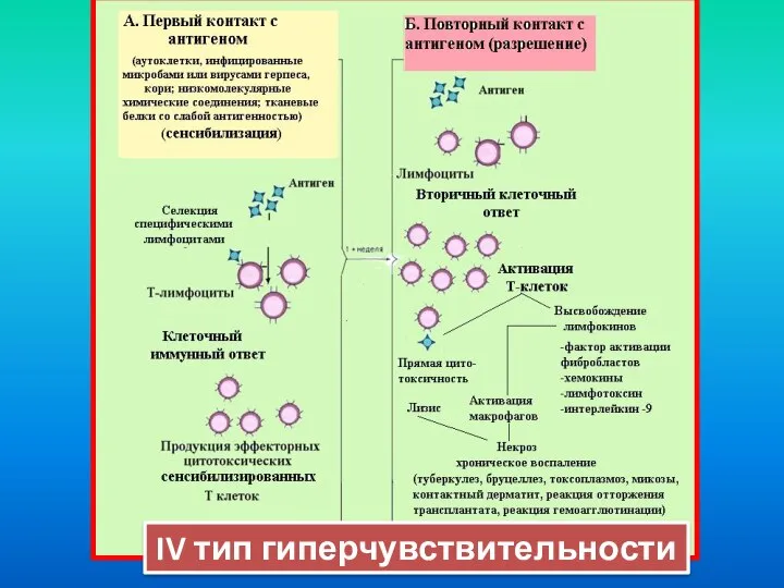 IV тип гиперчувствительности