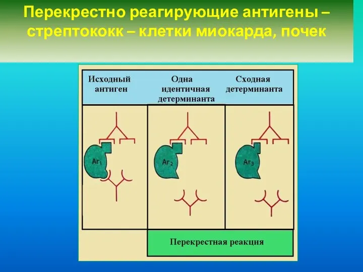 Перекрестно реагирующие антигены – стрептококк – клетки миокарда, почек