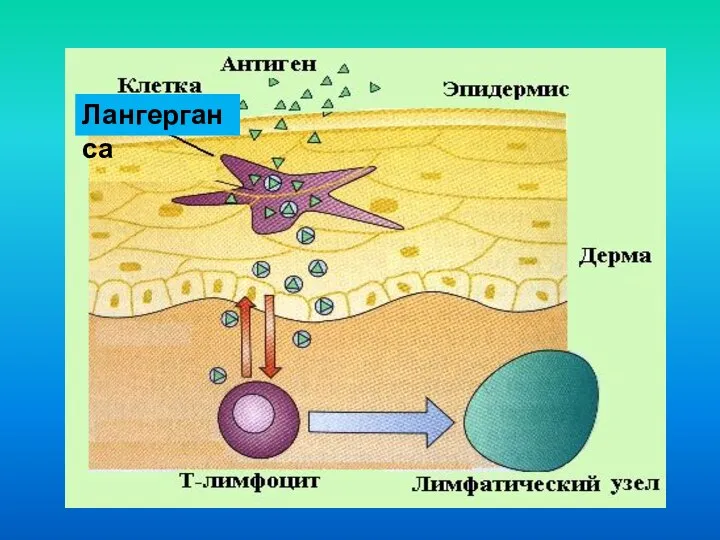 Лангерганса