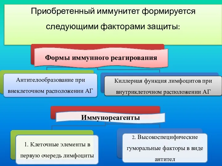 Приобретенный иммунитет формируется следующими факторами защиты: