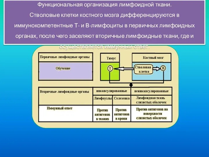 Функциональная организация лимфоидной ткани. Стволовые клетки костного мозга дифференцируются в иммунокомпетентные