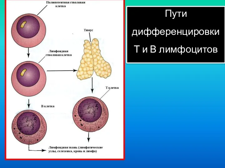 Пути дифференцировки Т и В лимфоцитов