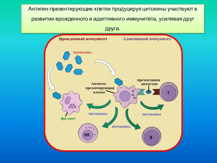 Антиген-презентирующие клетки продуцируя цитокины участвуют в развитии врожденного и адаптивного иммунитета, усиливая друг друга.