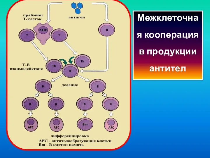 Межклеточная кооперация в продукции антител