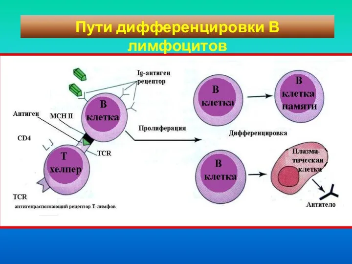 Пути дифференцировки В лимфоцитов