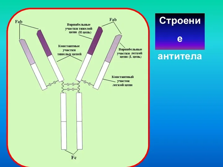 Строение антитела