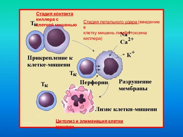 Стадия контакта киллера с клеткой мишенью Стадия летального удара (введение в