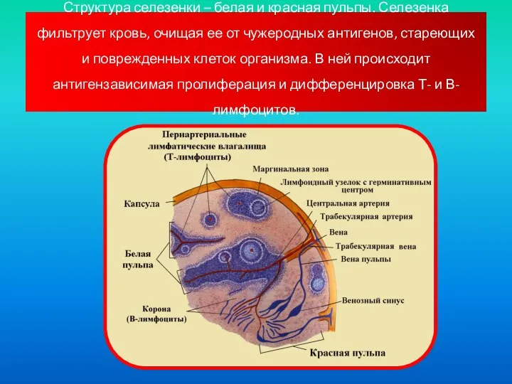 Структура селезенки – белая и красная пульпы. Селезенка фильтрует кровь, очищая