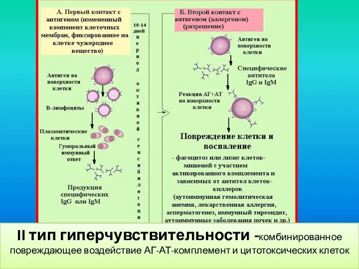 II тип гиперчувствительности -комбинированное повреждающее воздействие АГ-АТ-комплемент и цитотоксических клеток