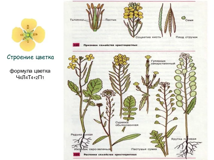 Строение цветка формула цветка Ч4Л4Т4+2П1