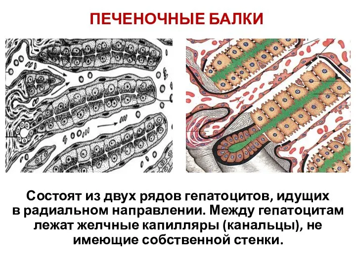 ПЕЧЕНОЧНЫЕ БАЛКИ Состоят из двух рядов гепатоцитов, идущих в радиальном направлении.