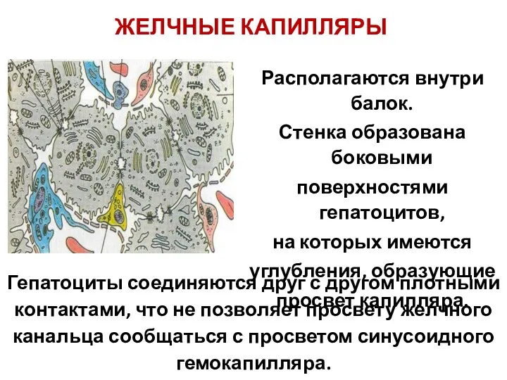 ЖЕЛЧНЫЕ КАПИЛЛЯРЫ Располагаются внутри балок. Стенка образована боковыми поверхностями гепатоцитов, на