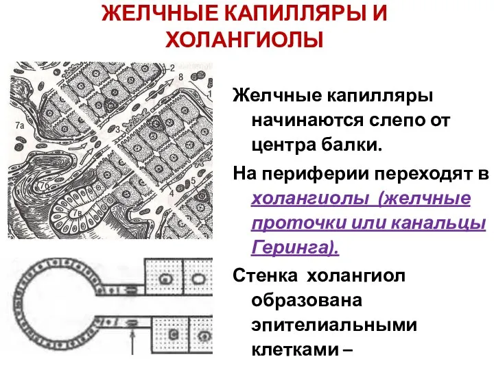 ЖЕЛЧНЫЕ КАПИЛЛЯРЫ И ХОЛАНГИОЛЫ Желчные капилляры начинаются слепо от центра балки.