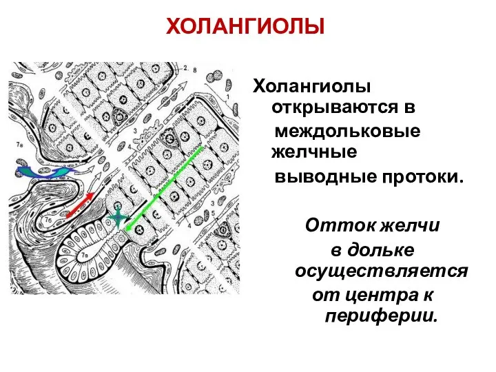 ХОЛАНГИОЛЫ Холангиолы открываются в междольковые желчные выводные протоки. Отток желчи в