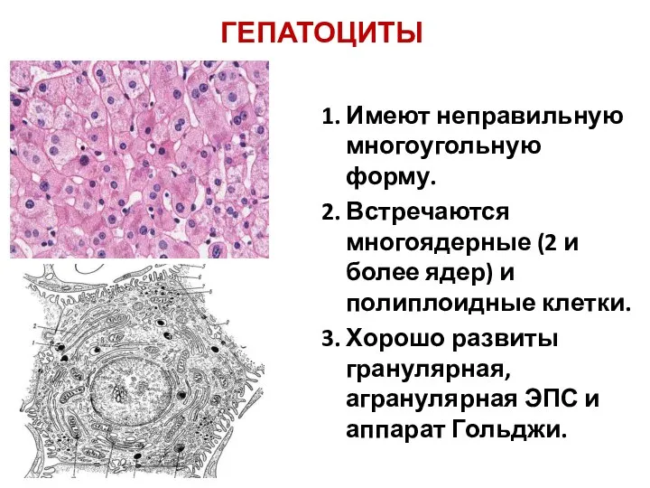 ГЕПАТОЦИТЫ 1. Имеют неправильную многоугольную форму. 2. Встречаются многоядерные (2 и