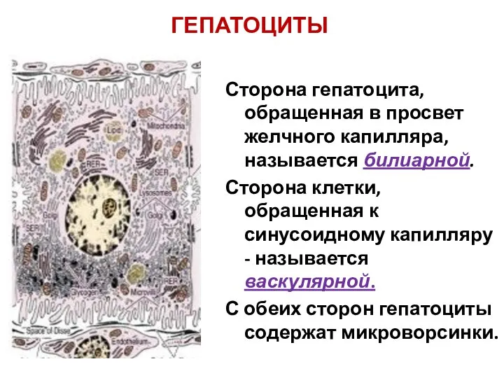 ГЕПАТОЦИТЫ Сторона гепатоцита, обращенная в просвет желчного капилляра, называется билиарной. Сторона