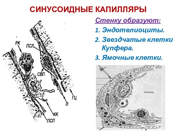 СИНУСОИДНЫЕ КАПИЛЛЯРЫ Стенку образуют: 1. Эндотелиоциты. 2. Звездчатые клетки Купфера. 3. Ямочные клетки.