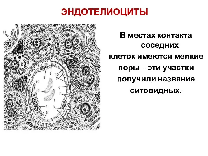 ЭНДОТЕЛИОЦИТЫ В местах контакта соседних клеток имеются мелкие поры – эти участки получили название ситовидных.