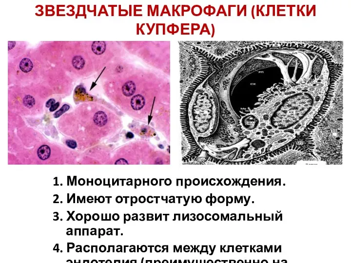 ЗВЕЗДЧАТЫЕ МАКРОФАГИ (КЛЕТКИ КУПФЕРА) 1. Моноцитарного происхождения. 2. Имеют отростчатую форму.