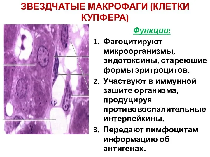 ЗВЕЗДЧАТЫЕ МАКРОФАГИ (КЛЕТКИ КУПФЕРА) Функции: Фагоцитируют микроорганизмы, эндотоксины, стареющие формы эритроцитов.