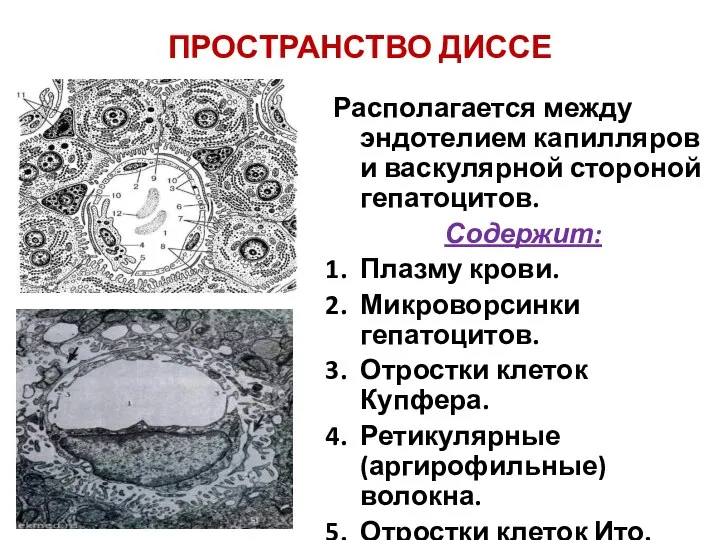 ПРОСТРАНСТВО ДИССЕ Располагается между эндотелием капилляров и васкулярной стороной гепатоцитов. Содержит: