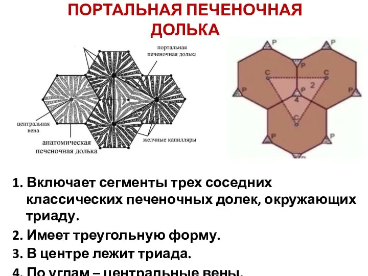 ПОРТАЛЬНАЯ ПЕЧЕНОЧНАЯ ДОЛЬКА 1. Включает сегменты трех соседних классических печеночных долек,