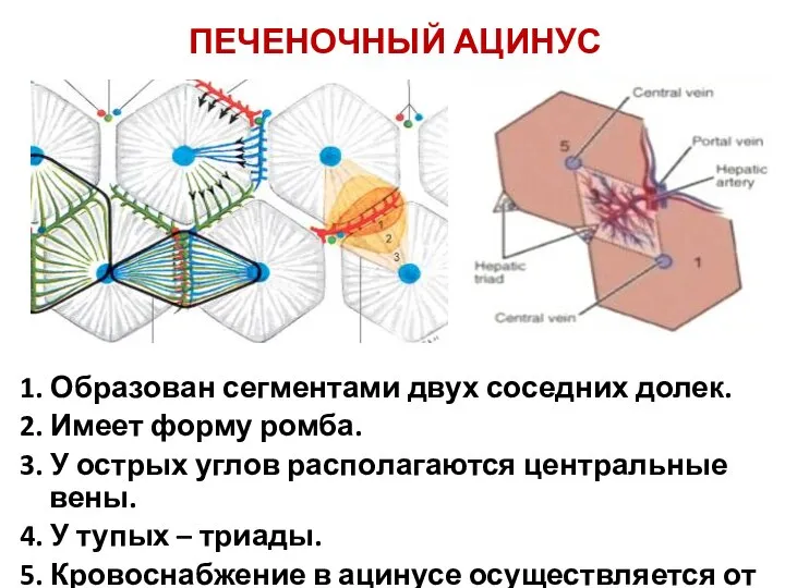 ПЕЧЕНОЧНЫЙ АЦИНУС 1. Образован сегментами двух соседних долек. 2. Имеет форму